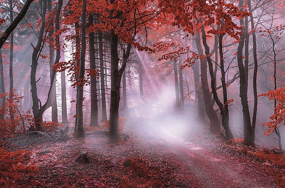 Bönninghoff Leinwandbild "Herbstwald im Nebel" 1 Stk. tlg. günstig online kaufen