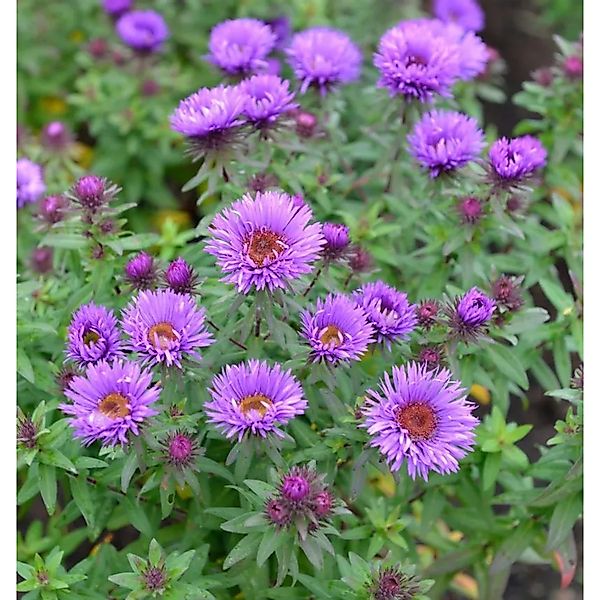 Rauhblattaster Treasure - Aster novae angliae günstig online kaufen