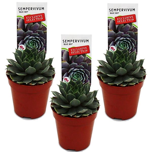 Exotenherz Exkluisver Hauswurz Sempervivum Ausgefallene Sammlersorte Blue B günstig online kaufen