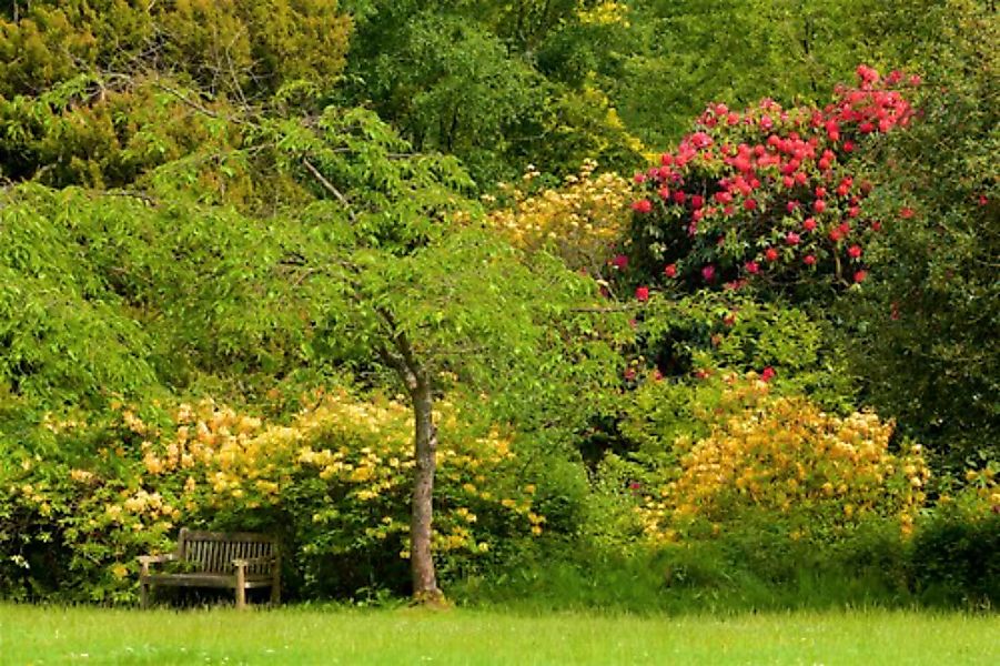 Papermoon Fototapete »WALD IN PARK-BAUM BLUMEN NATUR PFLANZE SONNE WIESE XX günstig online kaufen