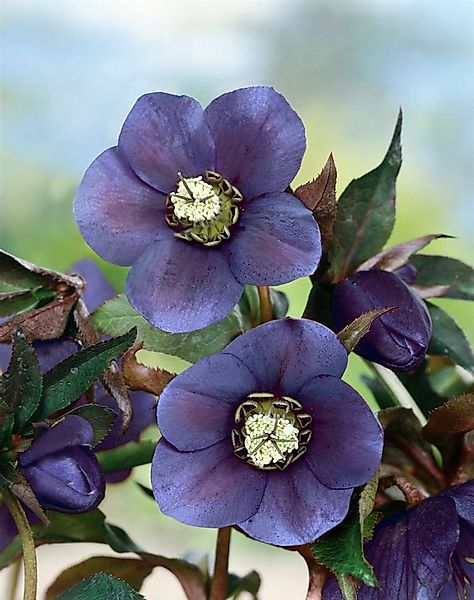 Pflanzen für Dich Staude Helleborus or. Blue Lady, 1 St., Christrose, Lenzr günstig online kaufen