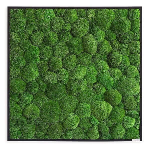 Moosbild im Kugelmoosdesign | 80x80cm | Vollholz Rahmen schwarz günstig online kaufen