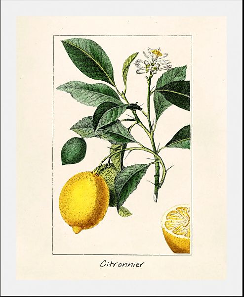 queence Bild "Citronnier", Obst-Obst Bilder-Essen-Lebensmittel-Kunst-Schrif günstig online kaufen