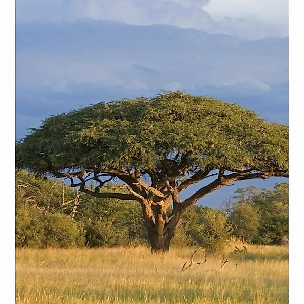 Fototapete ACACIA TREE  | MS-3-0097 | Gelb | Digitaldruck auf Vliesträger günstig online kaufen