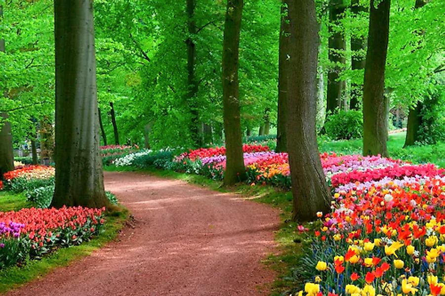 Papermoon Fototapete »Tulips Spring Landscape« glatt günstig online kaufen