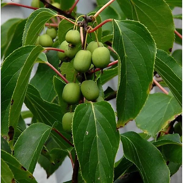 Traubenkiwi Red Jumbo 125-150cm - Actinidia arguta günstig online kaufen