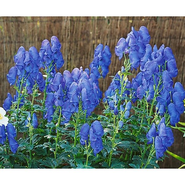 Aconitum X Cammarum Blue Lagoon Eisenhut Ca. 11x11 cm Topf günstig online kaufen