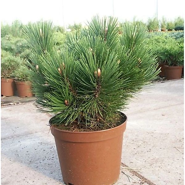 Kompakte Schlangenhautkiefer Dem Ouden 25-30cm - Pinus leucodermis günstig online kaufen