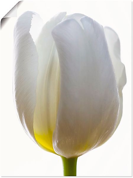 Artland Poster "Weiße Tulpe", Blumen, (1 St.), als Alubild, Leinwandbild, W günstig online kaufen