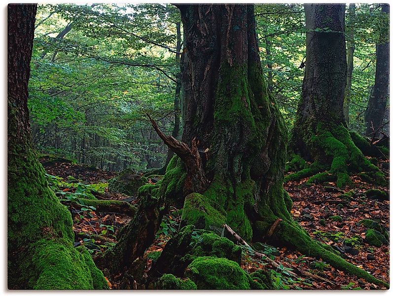 Artland Leinwandbild "Alte Bäume am Kraterrand", Wald, (1 St.), auf Keilrah günstig online kaufen