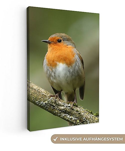 OneMillionCanvasses® Leinwandbild Vogel - Rotkehlchen - Zweig - Pflanzen, F günstig online kaufen