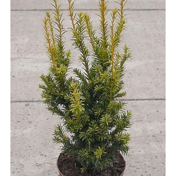 Aufrechte Goldeibe Golden Crown 60-70cm - Taxus baccata günstig online kaufen