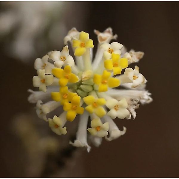 Japanischer Papierbusch Winter Liebe 80-100cm - Edgeworthia chrysantha günstig online kaufen