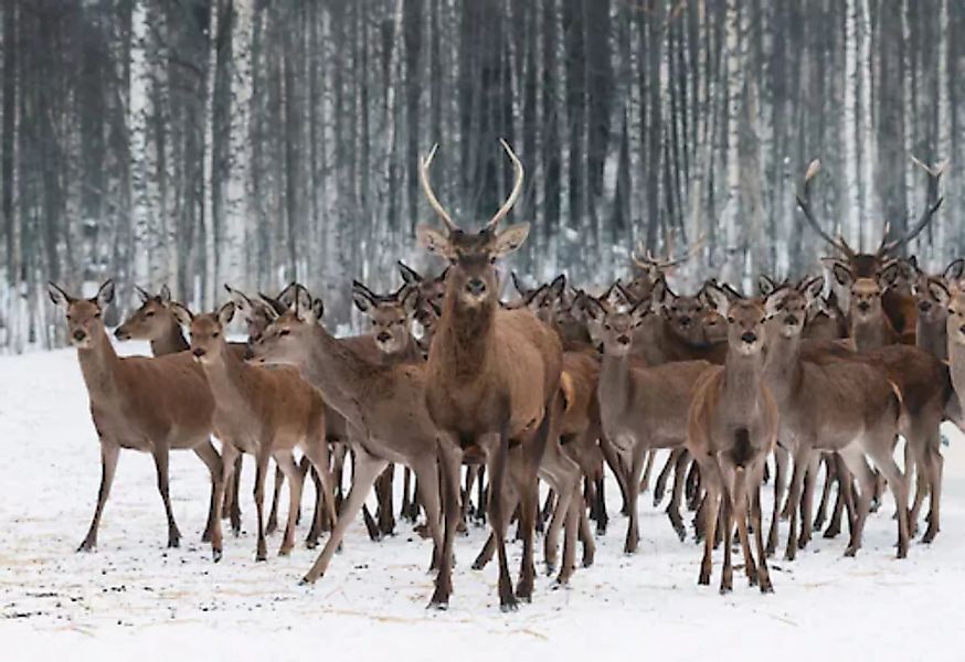 Papermoon Fototapete »Hirsche im Schnee Wald« günstig online kaufen