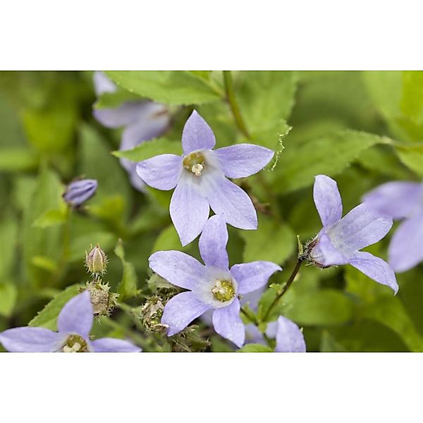 Campanula Lactiflora Dolden Glockenblume Ca. 9x9 cm Topf günstig online kaufen