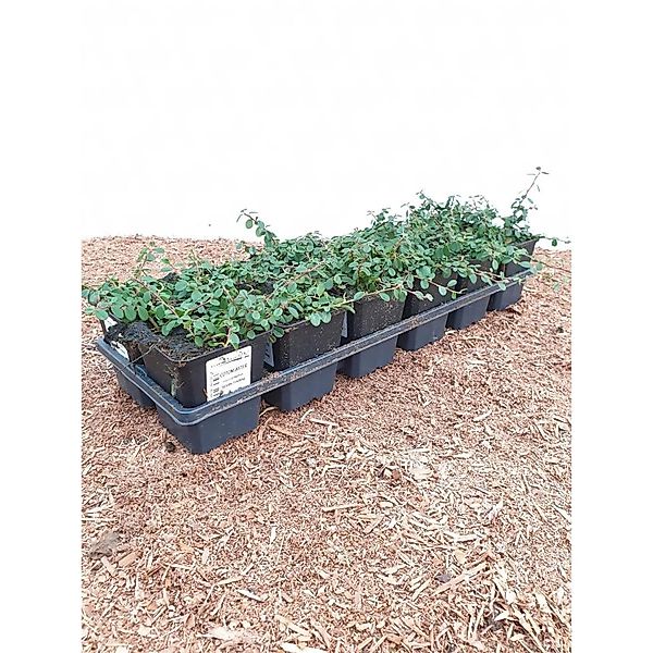 Cotoneaster Microphyllus Streibs Findling Ca. 9x9 cm Topf Immergrün günstig online kaufen