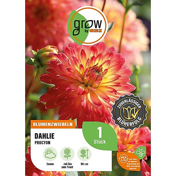 GROW by OBI Dahlie Procyon Höhe ca. 90 cm günstig online kaufen