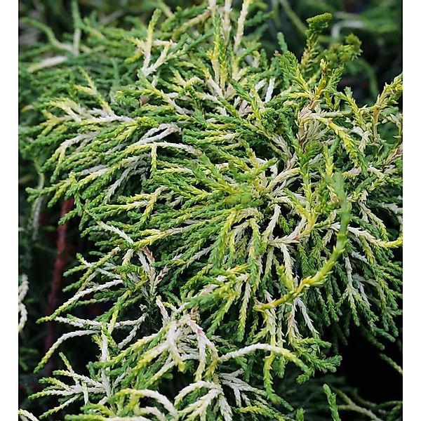 Hochstamm Gelbe Hinoki Scheinzypresse Tsatsumi Gold 40-60cm - Chamaecyparis günstig online kaufen