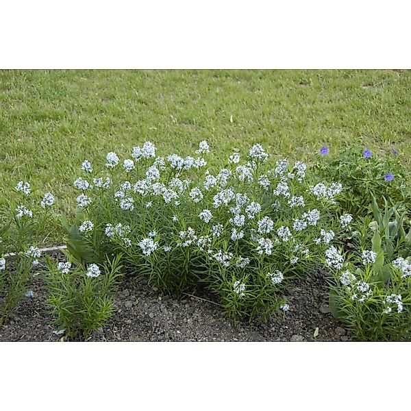 Amsonia Hubrichtii Ca. 9x9 cm Topf günstig online kaufen