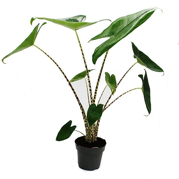 Exotenherz Zimmerpflanze Alocasia zebrina - Tiger-Pfeilblatt - 14cm Topf - günstig online kaufen