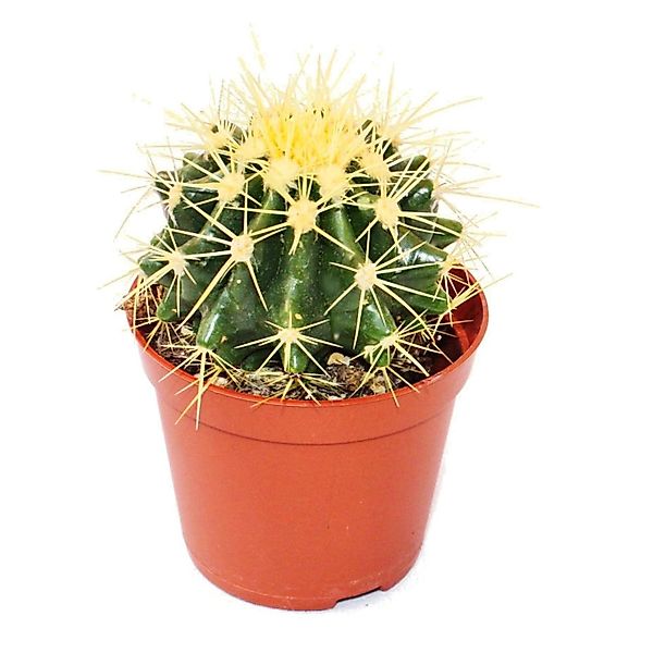 Exotenherz Kaktus Echinocactus grusonii - Schwiegermutterstuhl - im 5,5cm T günstig online kaufen