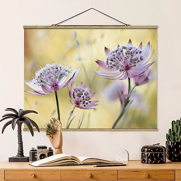Stoffbild Blumen mit Posterleisten - Querformat Astrantia Major günstig online kaufen
