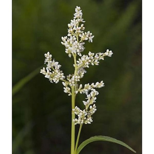 weißer Berg Knöterich - Aconogonon alpinum günstig online kaufen