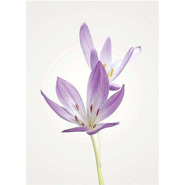Komar Bild "Autumn Crocus" Blumen 1 Stk. tlg. Wandbild zur Dekoration - ohn günstig online kaufen