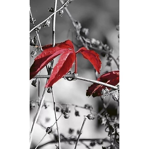 Fototapete RED LEAVES ON BLACK | MS-2-0110 | Schwarz | Digitaldruck auf Vli günstig online kaufen