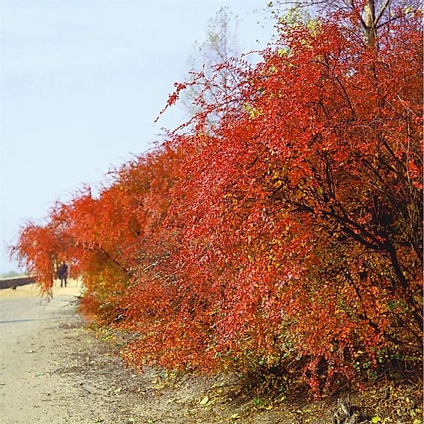 Cotoneaster acutifolius 125-150 cm günstig online kaufen