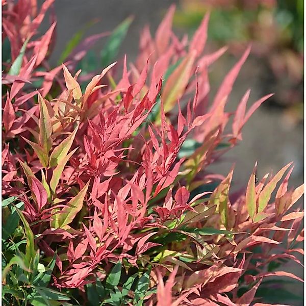 Himmelsbambus Blush Pink 60-80cm - Nandina domestica günstig online kaufen