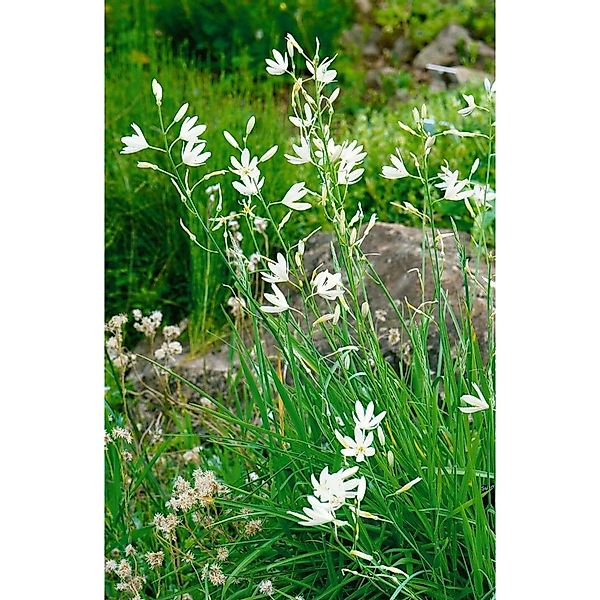 Anthericum Liliago Astlose Graslilie Ca. 9x9 cm Topf günstig online kaufen