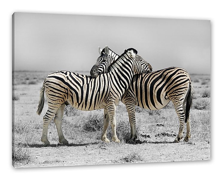 Pixxprint Leinwandbild Zebras in der Savanne, günstig online kaufen