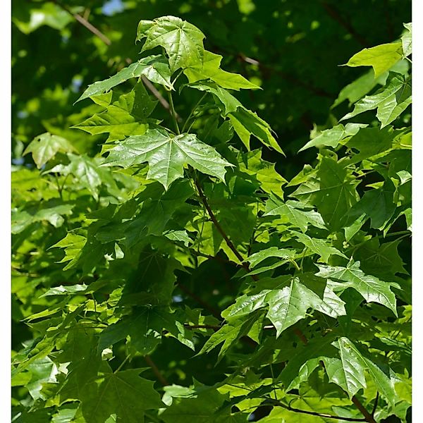Zwerg Spitz-Ahorn Nowusch 60-80cm - Acer platanoides günstig online kaufen