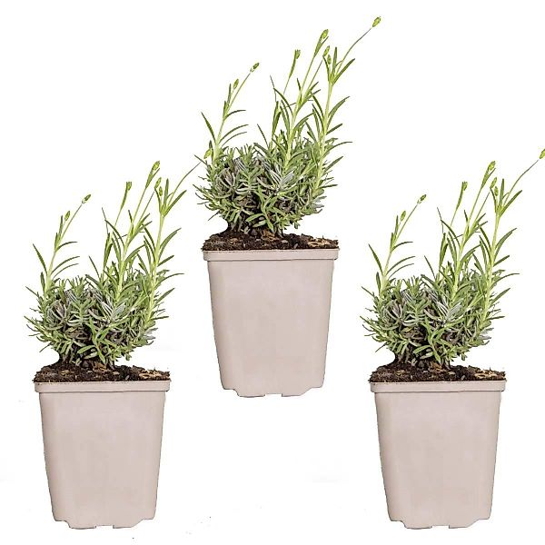 Casa Caron | 3er-Set Lavandula angustifolia Hidcote günstig online kaufen