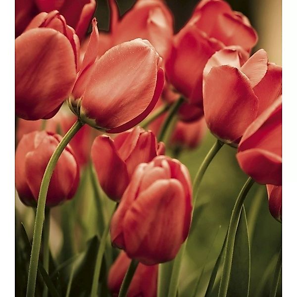 Fototapete RED TULIPS  | MS-3-0128 | Rot | Digitaldruck auf Vliesträger günstig online kaufen