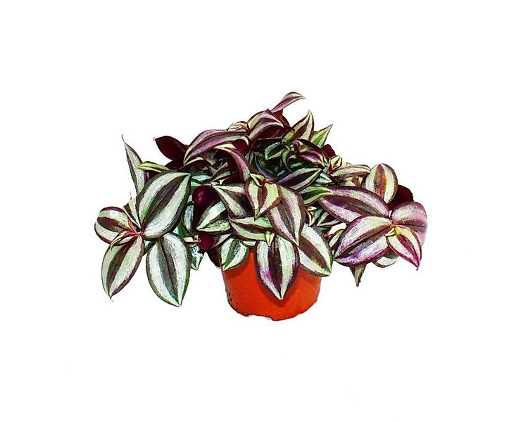 Exotenherz Zimmerpflanze Dreimasterblume Tradescantia zebrina pflegeleichte günstig online kaufen