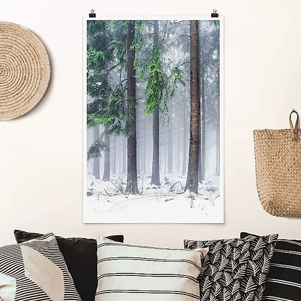 Poster Nadelbäume im Winter günstig online kaufen