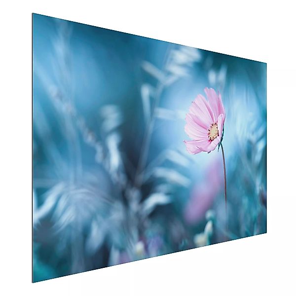 Alu-Dibond Bild Blumen - Querformat 3:2 Blüte in Pastell günstig online kaufen