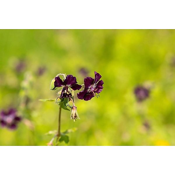 Geranium Phaeum Brauner Storchschnabel Ca. 9x9 cm Topf günstig online kaufen