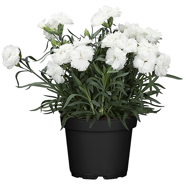 Federnelke Haytor  Topf-Ø ca. 9 cm x 9 cm Dianthus plumarius günstig online kaufen