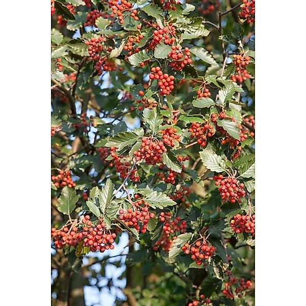 Sorbus Intermedia Mehlbeere 80–100 cm günstig online kaufen