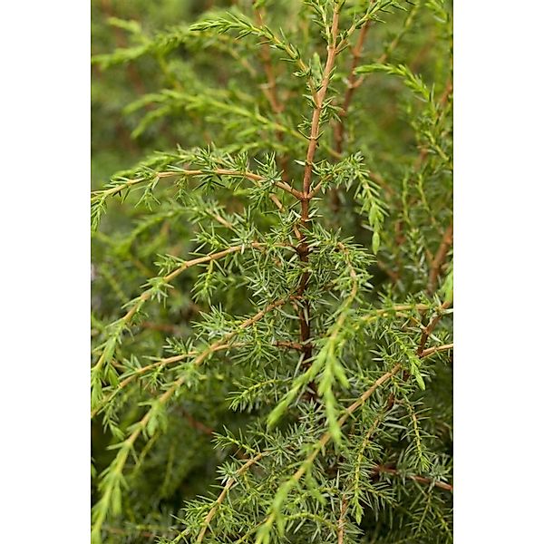 Juniperus Communis Hibernica Säulenwacholder 80–100 cm günstig online kaufen
