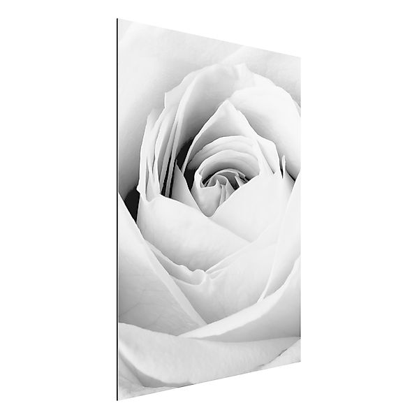 Alu-Dibond Bild - Hochformat 3:4 Close Up Rose günstig online kaufen