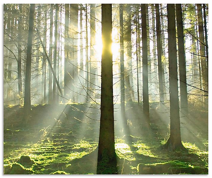 Artland Küchenrückwand "Wald im Gegenlicht", (1 tlg.), Alu Spritzschutz mit günstig online kaufen