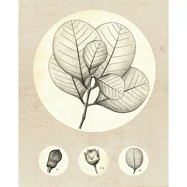Komar Wandbild Transparent Leaf Pflanzen B/L: ca. 40x50 cm günstig online kaufen