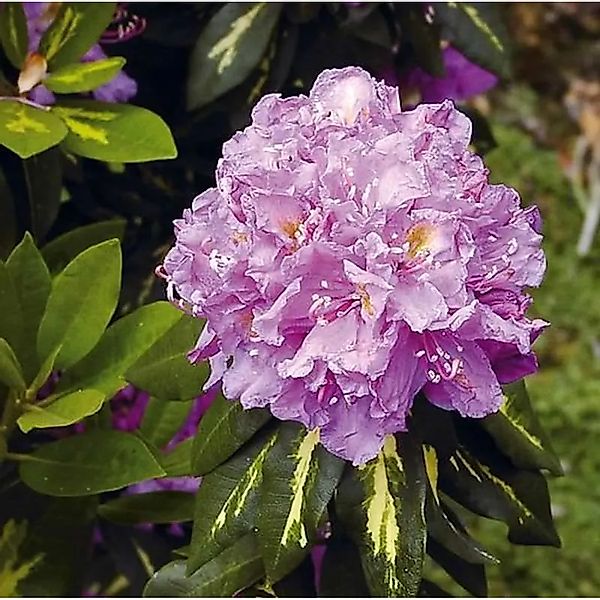 Großblumige Rhododendron Goldflimmer 50-60cm - Alpenrose günstig online kaufen