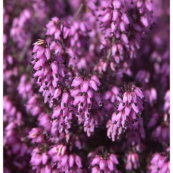 10x Winterheide Wintersonne - Erica carnea günstig online kaufen