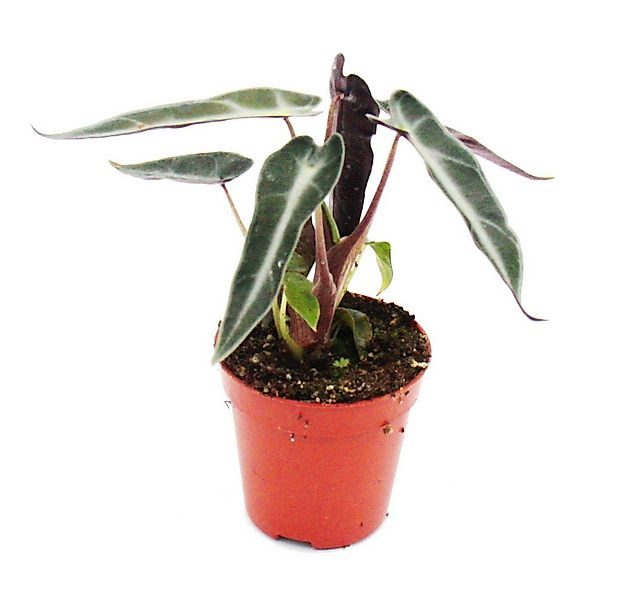 Exotenherz Zimmerpflanze Mini-Pflanze Alocasia Pfeilblatt Baby-Plant im 5,5 günstig online kaufen