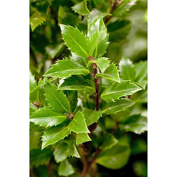 Ilex meserveae 'Heckenpracht' -S- 125-150 cm günstig online kaufen